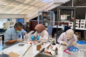 Indonesian researchers study plants for diabetes treatment
