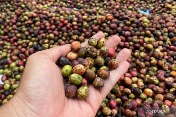 Kuningan bantu petani perkuat kualitas kopi daerah