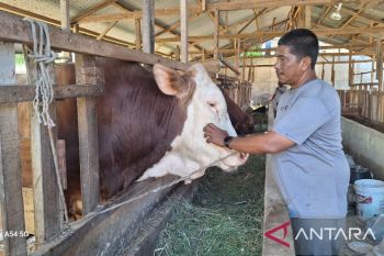 Kisah sukses Pedagang sapi Aceh Besar pasok 100 ekor sapi kurban