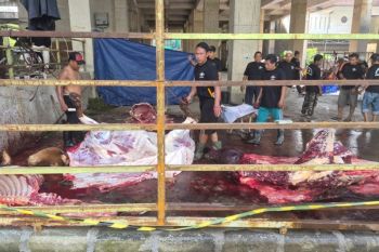 PWNU Jatim sembelih sapi kurban Gubernur Jatim dan Menag