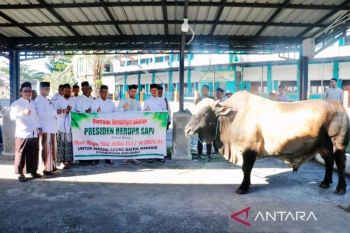 Pemkab Aceh Barat sudah salurkan daging sapi bantuan presiden