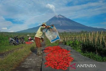 Penyaluran KUR oleh BRI capai Rp65,95 triliun hingga April 2026