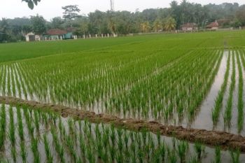 Hadapi Godzilla El Nino, Distan Lebak petakan sawah rawan kekeringan