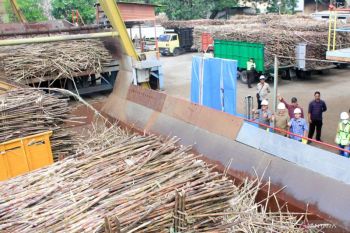 PG Assembagoes Situbondo target giling tebu 540.670 ton tahun ini
