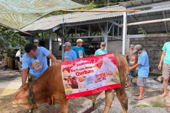 Kokola Group bersama Mamah Dedeh salurkan kurban Sapi Limosin