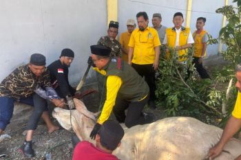 Golkar Sulteng sembelih lima ekor hewan kurban