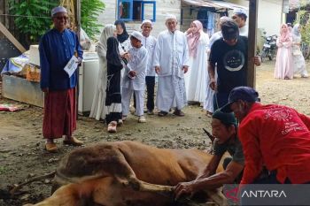 Ratikita.id laksanakan ibadah kurban ramah lingkungan di Bukat HST