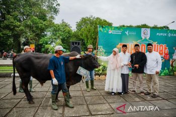 Pupuk Kaltim salurkan daging kurban kepada ribuan penerima manfaat di Bontang