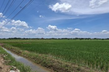 Lampung optimalisasi penggunaan lahan seluas 15.693 hektare untuk pertanian