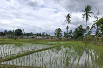 Luas cetak sawah di Provinsi Lampung pada 2026 capai 1.480 hektare