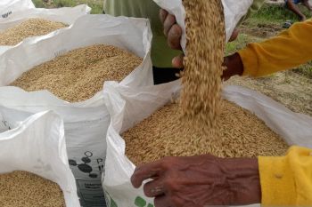 PemKab PPU sebut stok pupuk subsidi cukupi kebutuhan petani