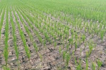 Areal persawahan di Lebak mulai alami kekeringan