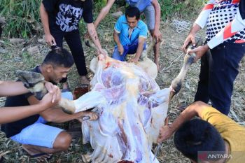 Pakar Unand ingatkan bahaya pencampuran jeroan-daging bagi kesehatan