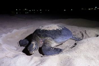 Survei KKP dan YKAN ungkap habitat peneluran penyu di Berau berkondisi hijau