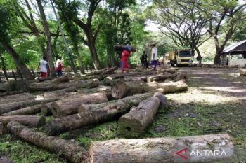 Kejaksaan selidiki dugaan korupsi pengangkutan kayu di KPH Ngawi