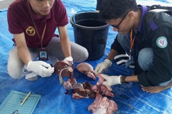 Distan Mataram menemukan 60 kasus cacing hati pada hewan kurban
