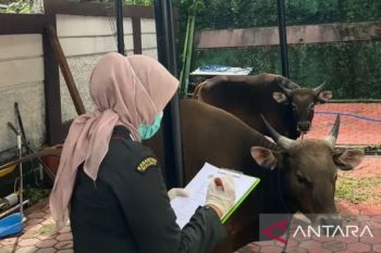 BKHIT catat 2.521 hewan kurban dilalulintaskan di Maluku
