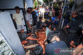 Kota Bandung periksa daging kurban di 288 titik lokasi penyembelihan
