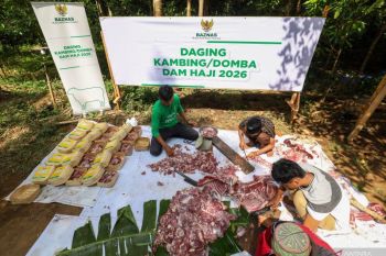 Baznas salurkan 1.240 ekor kambing dam jamaah haji Indonesia 2026