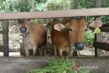 DPKH Kaltim sasar pemanfaatan lahan pasca tambang untuk peternakan berkelanjutan