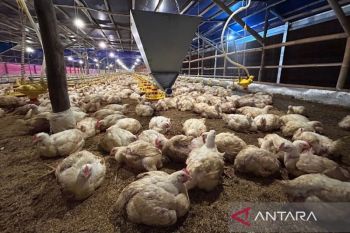 Kementan pastikan jaga harga ayam demi perkuat ekonomi peternak rakyat