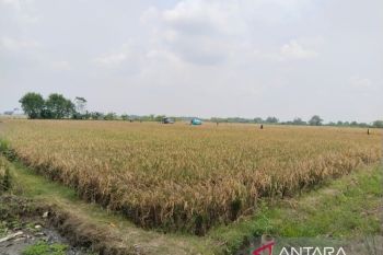 Anggota Komisi II DPRD Jabar dukung Karawang tambah luas Lahan Pertanian Berkelanjutan