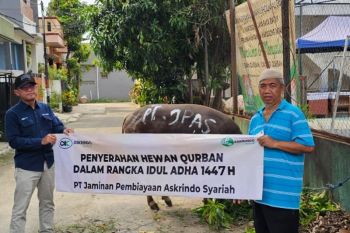 Askrindo Syariah salurkan 39 hewan kurban pada Idul Adha 1447 H
