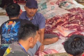 Pabuaran berqurban, 9 ekor sapi dan 3 ekor kambing