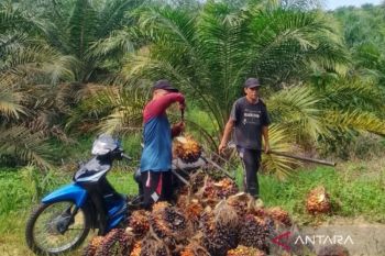 Harga TBS sawit swadaya Dharmasraya naik menjadi Rp2.890 per kilo