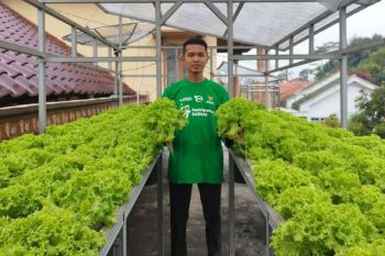 Membangun kemandirian pangan dari loteng sempit