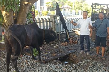 BNCT dan Bea Cukai Belawan kolaborasi salurkan hewan kurban untuk masyarakat