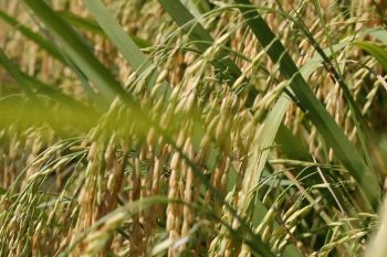 Dari program cetak sawah Kalsel, 14 ribu hektar mulai masa panen