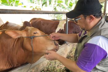 Batam perketat pemeriksaan hewan kurban jelang Idul Adha