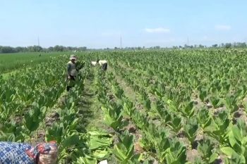 Kemarau kering karena El Nino, Ngawi tambah luas tanam tembakau