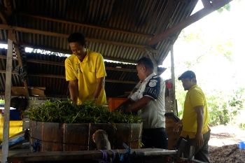 Lapas Namlea optimalkan potensi kayu putih Pulau Buru