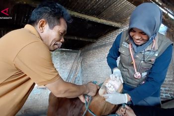 DKPP Kota madiun periksa dan beri vitamin hewan kurban