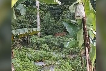 Harimau Sumatera muncul di persawahan Agam, warga sembunyi di pondok