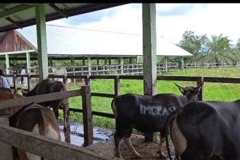 RPH Kota Palangka Raya potong 142 ekor hewan kurban