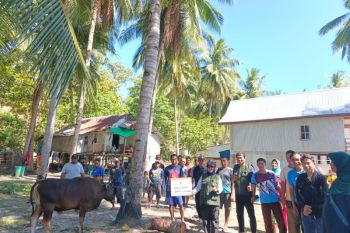 Lembaga filantropi salurkan empat sapi kurban ke wilayah 3T