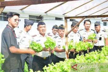 Lapas Lamongan pasok selada hidroponik untuk dukung MBG