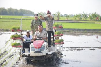 Wamentan akselerasi tanam padi 750 hektare di Lamongan hadapi El Nino