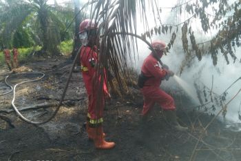 Riau puts 11 regions on forest fire alert ahead of dry season