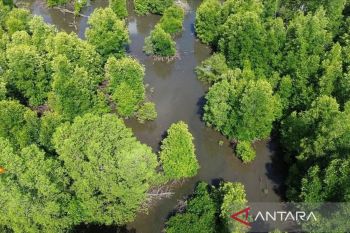 ULM temukan 14 spesies mangrove di kawasan PBPH Kotabaru