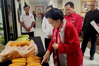 Megawati apresiasi GNTI hasilkan jagung dengan produktivitas tinggi