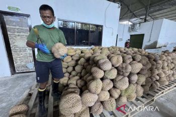 Apdurin: Sulteng perlu siapkan 100 ribu lahan kalau jadi raja durian