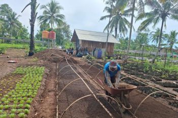 BPS catat nilai tukar petani Lampung pada Mei naik 3,29 persen
