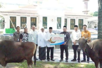 Bank Sumsel Babel salurkan hewan kurban di Sumsel dan Babel