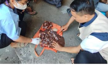 Mataram temukan 105 kasus cacing hati pada hewan kurban
