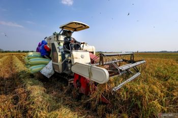 Luas lahan panen dan produksi padi di Indonesia