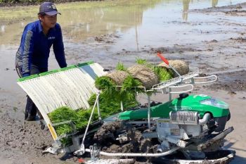 DKPP Kota Madiun dorong percepatan tanam antisipasi puncak kemarau